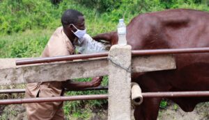 Kwibohora 27: RCVD mu rugamba rwo kunoza serivisi z’ubuvuzi bw’amatungo