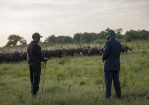 Perezida Kagame yagabiye umuhungu wa Museveni inka z’Inyambo