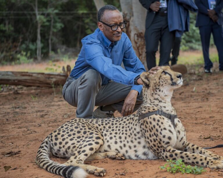Ifoto y’Umunsi: Perezida Kagame yagaragaye yagaza urutarangwe (Cheetah) muri Zambia