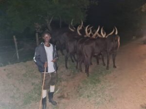 Inka z’Inyambo Perezida Kagame yagabiye Gen Muhoozi zatashye muri Uganda