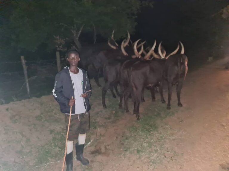 Inka z’Inyambo Perezida Kagame yagabiye Gen Muhoozi zatashye muri Uganda