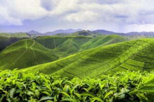Icyayi, ikawa, imboga, imbuto n’indabo byinjije miliyari 3.2 Frw