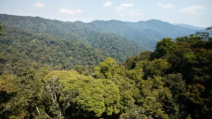 Leta yihanganishije abagizweho ingaruka n’ubugizi bwa nabi muri Nyungwe
