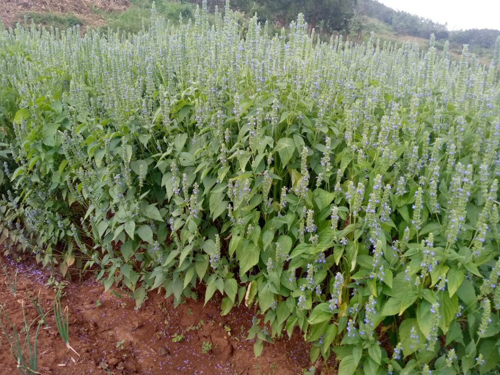 MINAGRI yashyizeho amabwiriza yo guhinga “Chia Seeds” zibazwaho byinshi