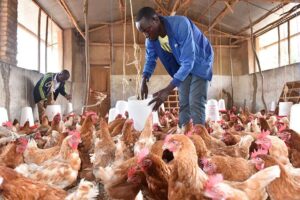 U Rwanda rwiteguye inama nyafurika yiga ku bworozi bw’inkoko
