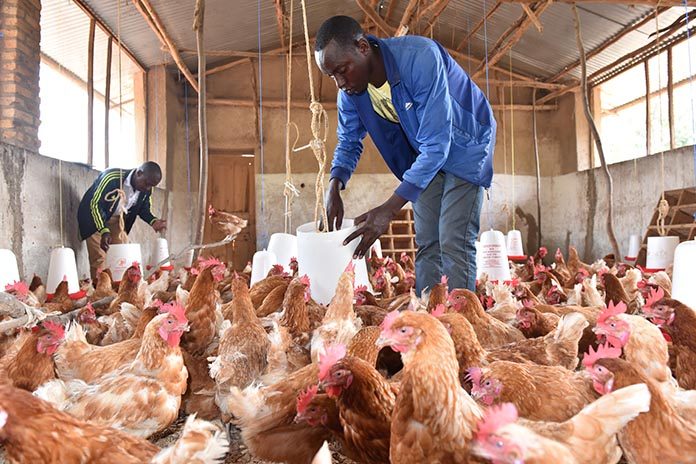 U Rwanda rwiteguye inama nyafurika yiga ku bworozi bw’inkoko