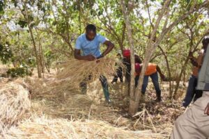 Gatsibo: Abahinzi baravuga imyato ikawa yabahinduriye imibereho
