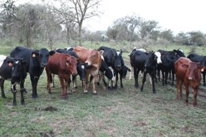 Yashumbushijwe inka 24 nyuma yo gupfusha 9 zikubiswe n’inkuba