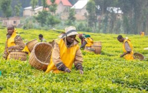 NAEB: Ibyo u Rwanda rwohereje hanze byinjije asaga Miliyari 3 Frw