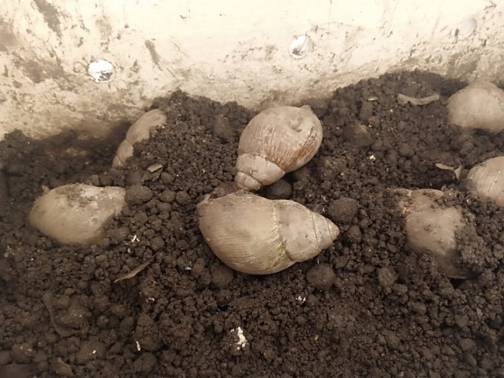 Imbabazi usarura akayabo mu korora ibinyamushongo yorora n’amasazi
