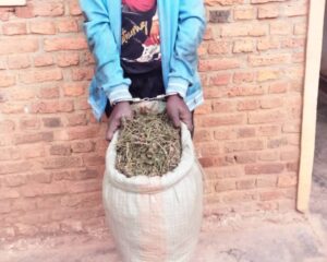 Burera: Yafashwe amaze kwinjiza mu Rwanda ibilo 10 by’urumogi