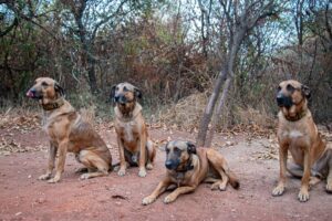 Byinshi kuri K9, imbwa zirinda Pariki y’Igihugu y’Akagera