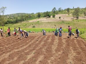 MINAGRI yatangaje ibizagenderwaho habyazwa umusaruro igihembwe cy’ihinga 2023A