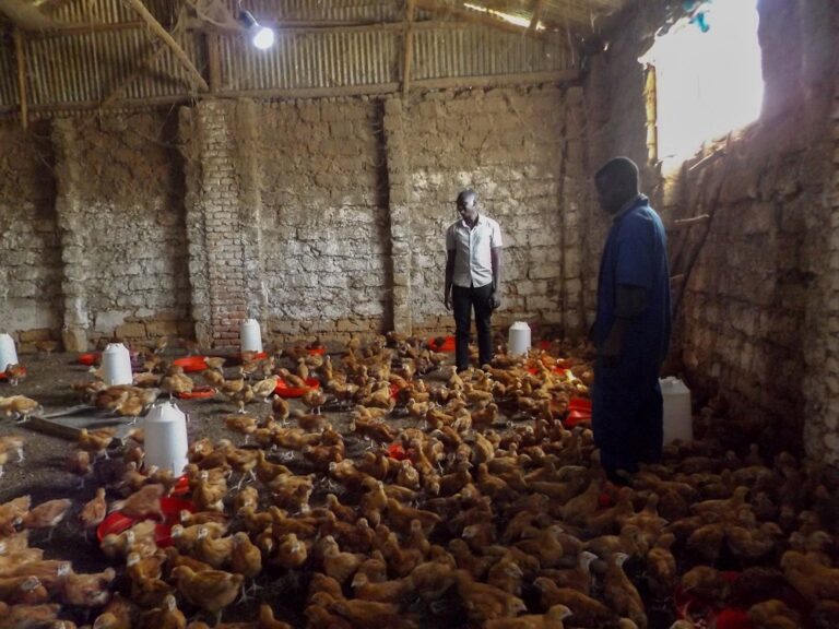 Ngororero: Urubyiruko rwakomwe mu nkokora no gupfusha imishwi 1,500