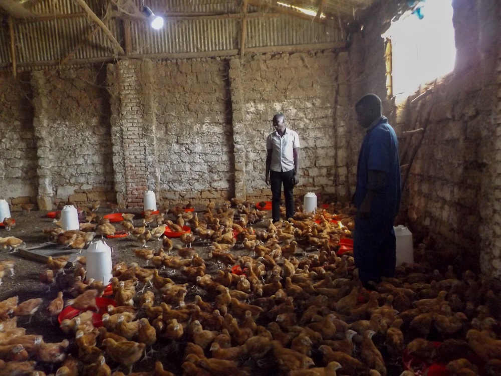 Ngororero: Urubyiruko rwakomwe mu nkokora no gupfusha imishwi 1,500