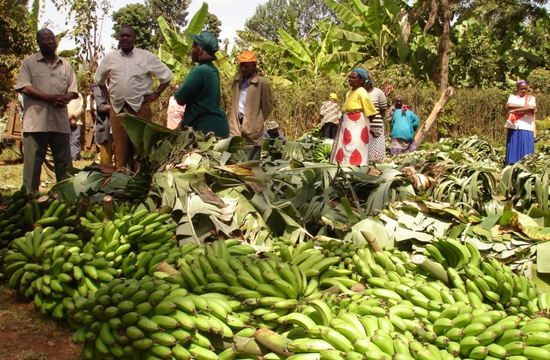 Rwanda: Abakora ubuhinzi buciriritse basaga 23,000  bagenewe inkunga