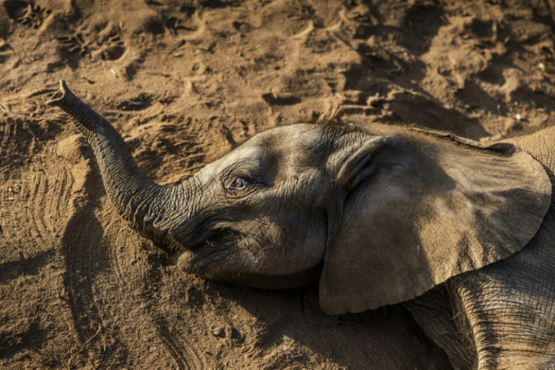 Kenya: Inzovu zirenga 200 zishwe n’amapfa