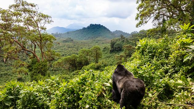 U Rwanda mu bihugu 4 bihiga ibindi mu kubungabunga urusobe rw’ibinyabuzima