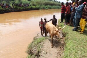 Gisagara: Yasubijwe inka imaze umwaka n’igice yibwe n’Umurundi