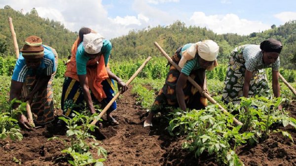 MINALOC na PSF birafatanya kugabanya umubare w’abafite ubukene bukabije