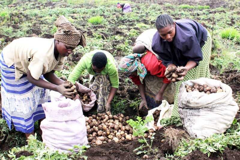 Miliyari 31 Frw zashowe mu korohereza abahinzi kubona ifumbire