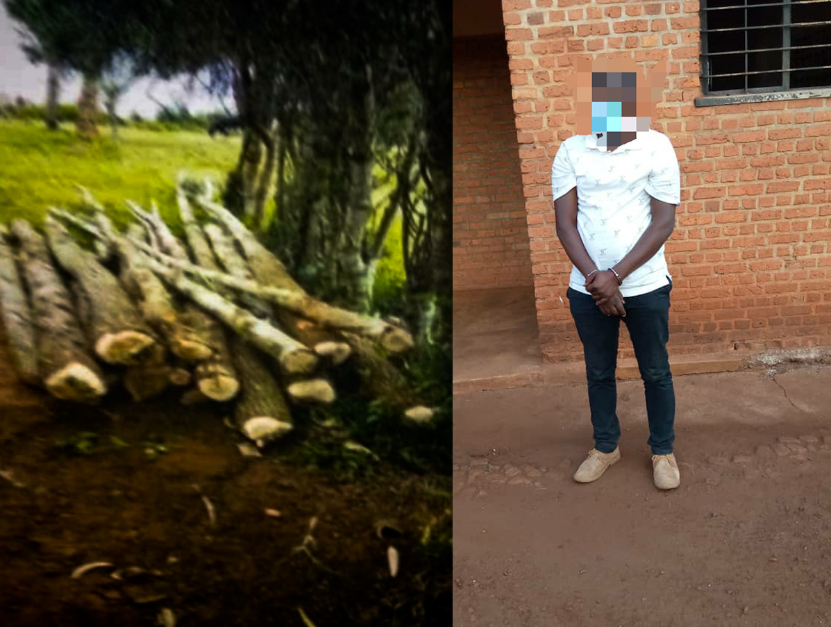 Ngoma: Yafashwe atema ibiti mu ishyamba rya Leta yahinzemo n’ibigori