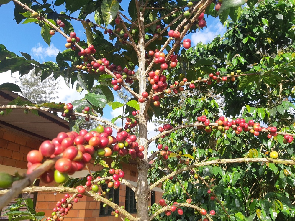 NAEB yatangaje igiciro cy’ikawa muri sizeni ya 2023