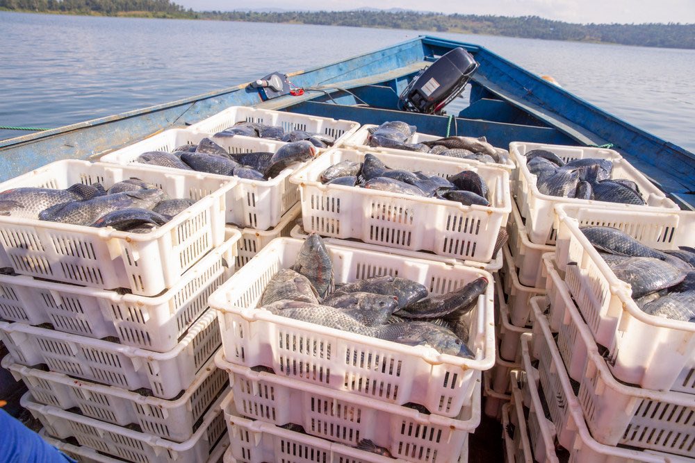 U Rwanda rurashaka gucika ku mafi rutumiza mu mahanga