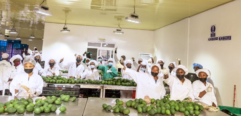 Avoka u Rwanda rwohereza mu mahanga ziziyongera kuri 600%