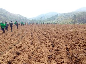 MINAGRI yashyize ahabona amabwiriza y’igihembwe cy’ihinga 2024A