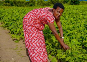 Uruhare rw’Abafashamyumvire mu kunoza ubuhinzi bw’u Rwanda