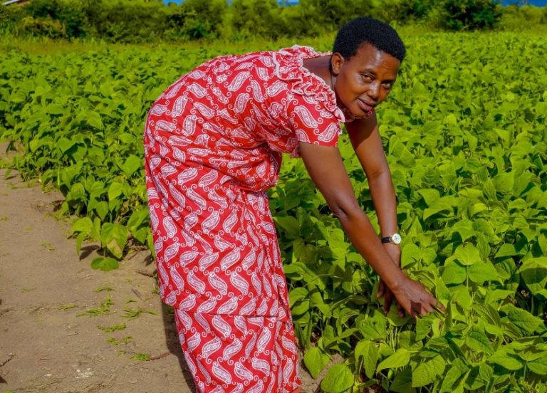 Uruhare rw’Abafashamyumvire mu kunoza ubuhinzi bw’u Rwanda