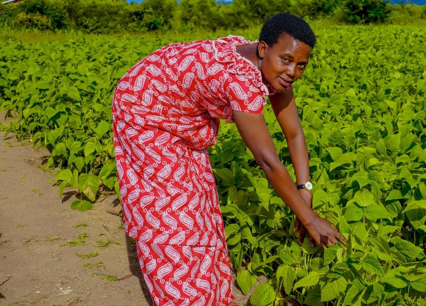Uruhare rw’Abafashamyumvire mu kunoza ubuhinzi bw’u Rwanda
