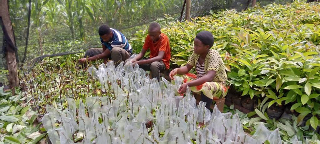 Kayonza: Guhumbika imbuto byabakuye mu bushomeri