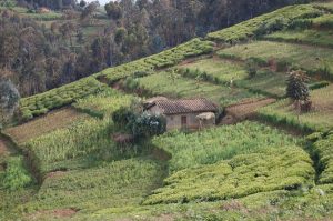 U Rwanda ruhanze amaso amaterasi yikora mu kurwanya isuri