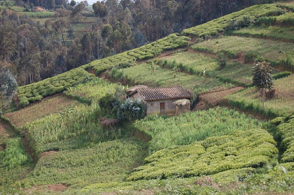 U Rwanda ruhanze amaso amaterasi yikora mu kurwanya isuri