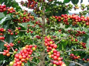 Amajyepfo: Haracyakwiye kongera imbaraga mu buhinzi bwa kawa