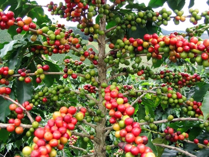 Amajyepfo: Haracyakwiye kongera imbaraga mu buhinzi bwa kawa
