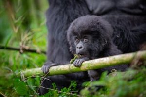 Kwita Izina 2023: Abana b’ingagi 23 bagiye kwitwa amazina