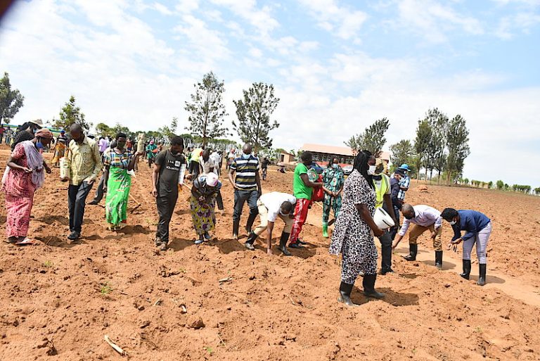 Igihembwe cy’ihinga cy’Umuhindo cyiharira 70% by’umusaruro w’umwaka