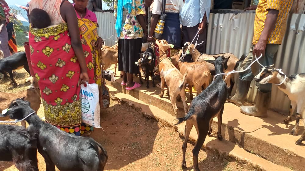 Korozwa amatungo magufi byazamuye imibereho y’abaturage