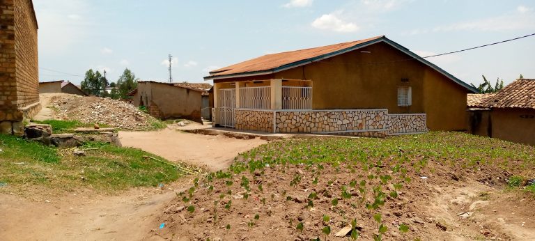 Ruhango: Muri karitsiye ya Rumbasha bacuruza urumogi ku manywa y’ihangu