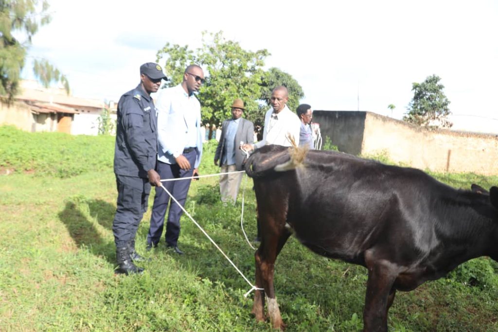 Kayonza:&nbsp; Imiryango 32 itishoboye yashyikirijwe inka muri gahunda ya Girinka