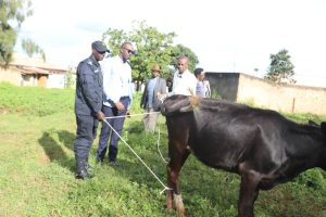 Kayonza:&nbsp; Imiryango 32 itishoboye yashyikirijwe inka muri gahunda ya Girinka