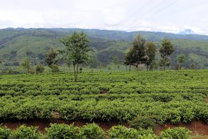 U Rwanda rwishimiye intambwe rwateye mu kubungabunga ibidukikije