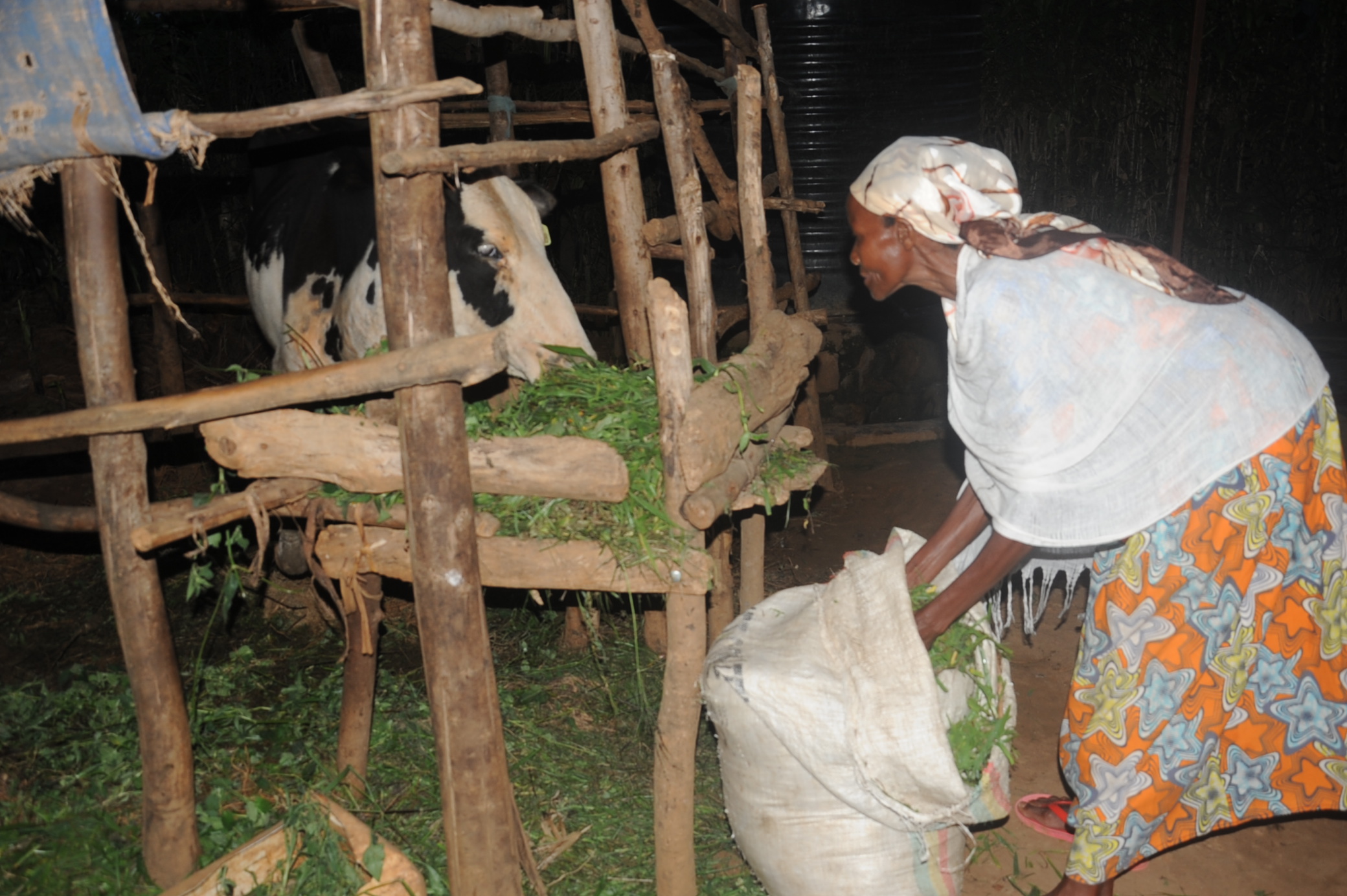 Kicukiro: DASSO yamugabiye inka ihita ibyara ashimagiza Inzego z’umutekano n’imiyoborere