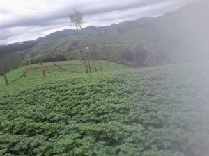 Nyamagabe: Abatubuzi b’imbuto y’ibirayi bahawe hegitari 100 z’ubutaka