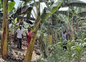 Ruhango: Abahinze imbuto y’urutoki ivuguruye kuri hegitari 453 barakirigita ifaranga