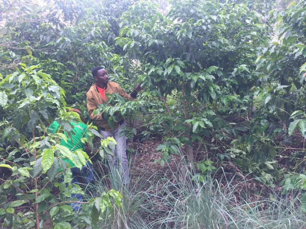 Ruhango: Urubyiruko rwifuza guhabwa ubutaka bwo guhingaho kawa