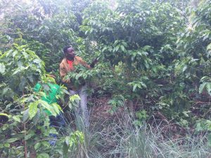 Ruhango: Urubyiruko rwifuza guhabwa ubutaka bwo guhingaho kawa